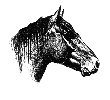 Cabeza del caballo criollo Yanquetruz, logo de la ACCC